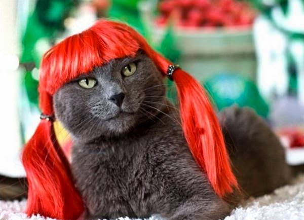 wtf fashion style, Cat red wig