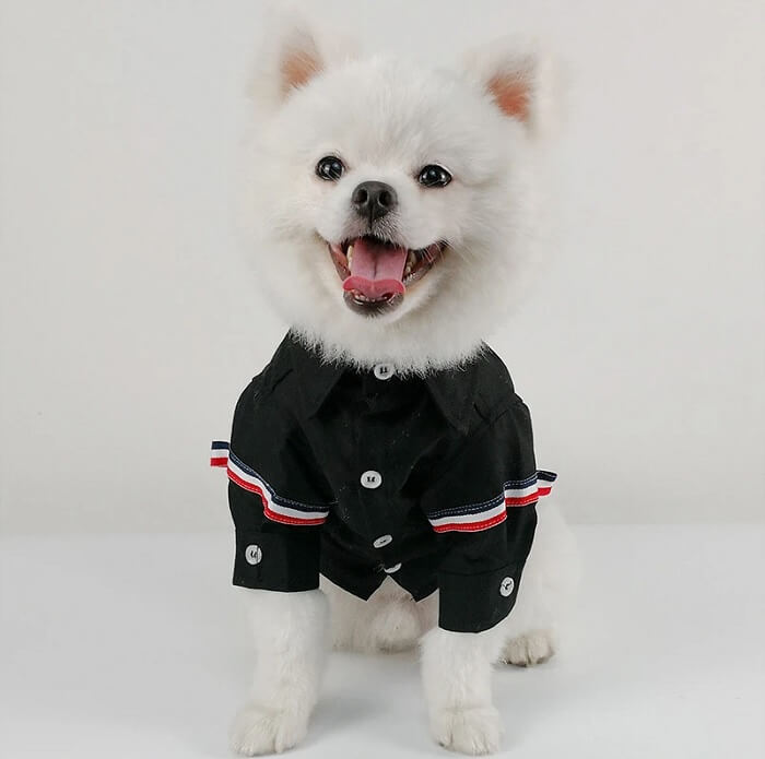 dog clothes large