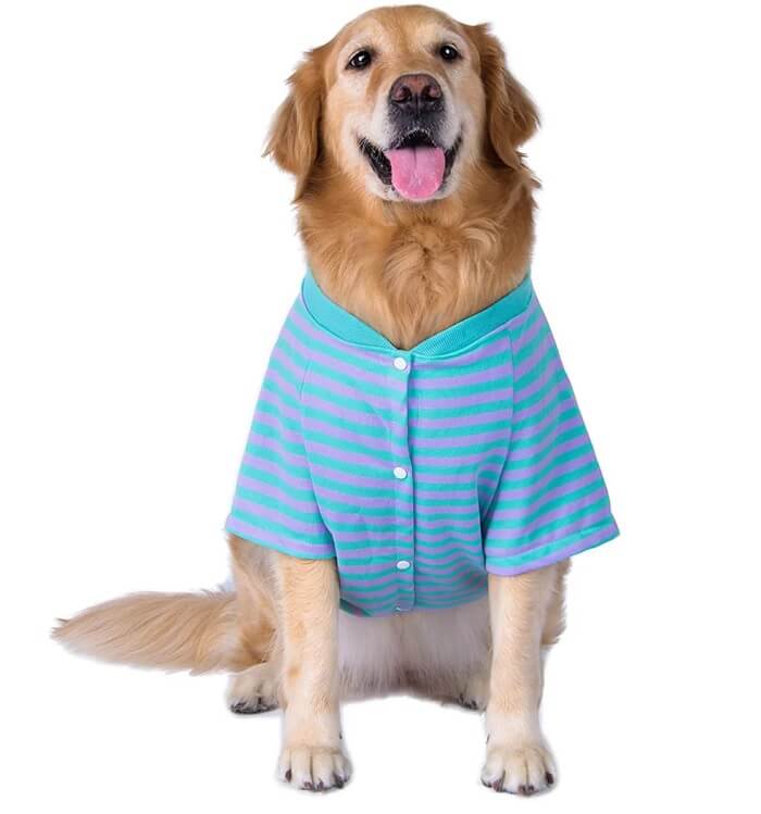 dog striped shirt