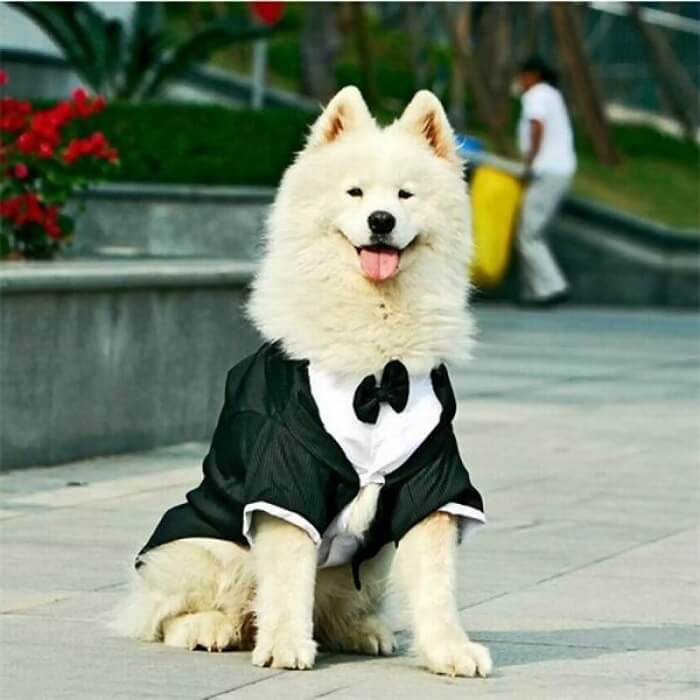 dog clothes wedding
