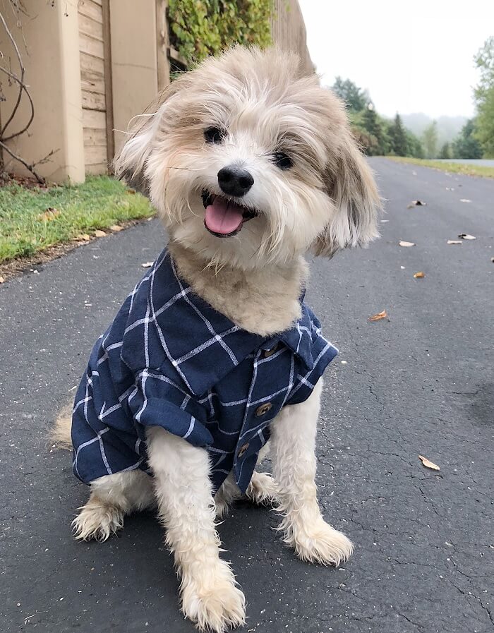 dog check shirt
