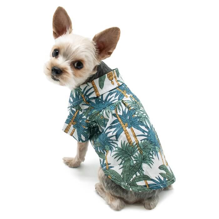 dog hawaiian shirt amazon