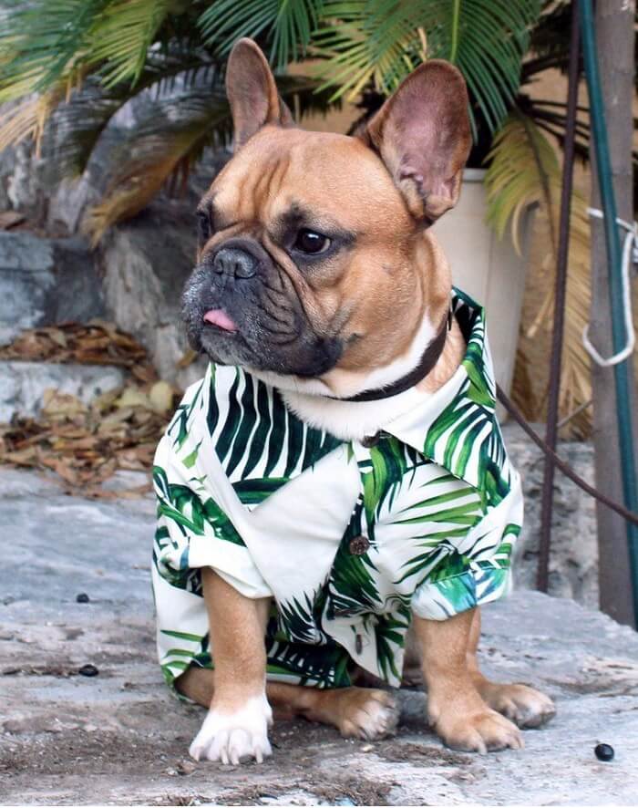 matching hawaiian shirt for dog and owner