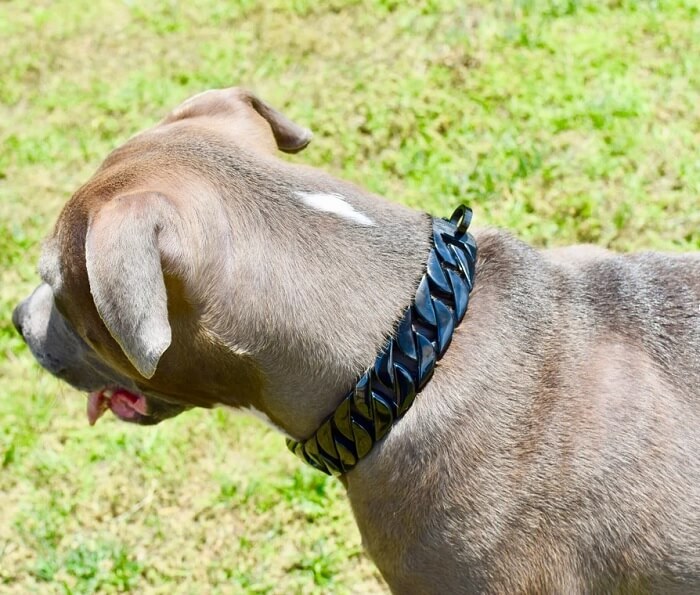 dog chain collar