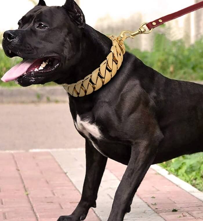 gold choke chain for dogs