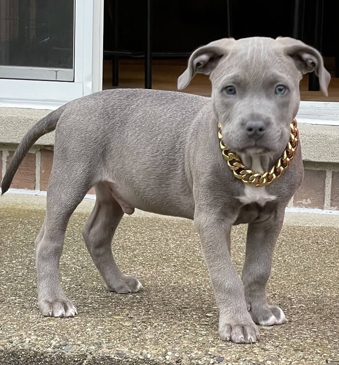 gold chain for dogs