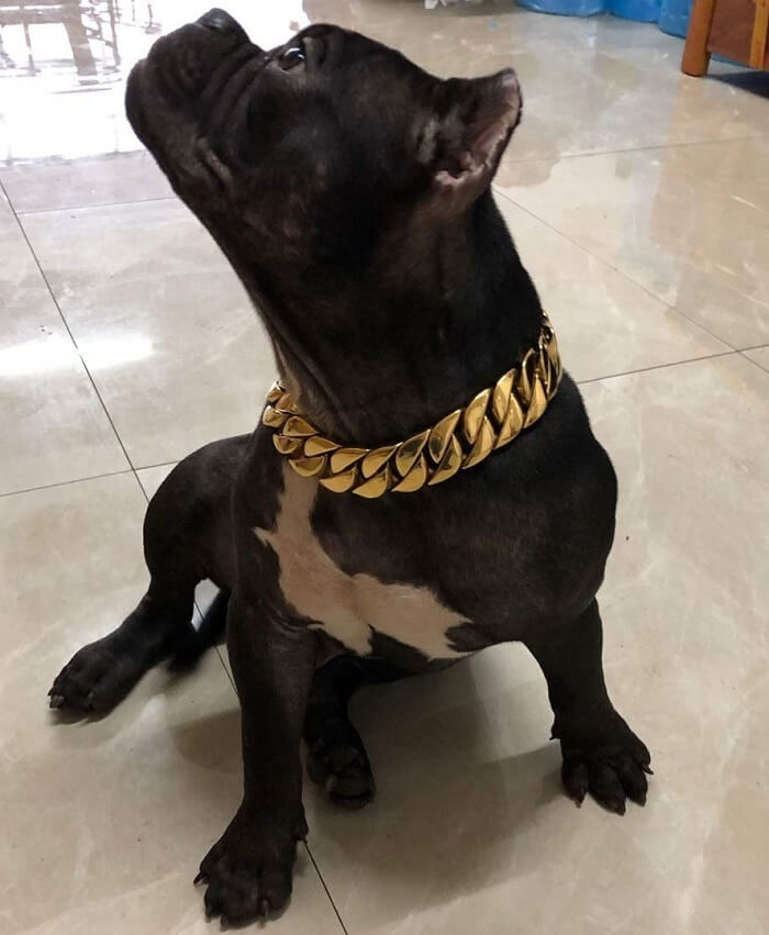 cuban chain for dogs