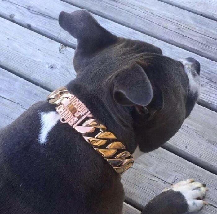 cuban link necklace for dog