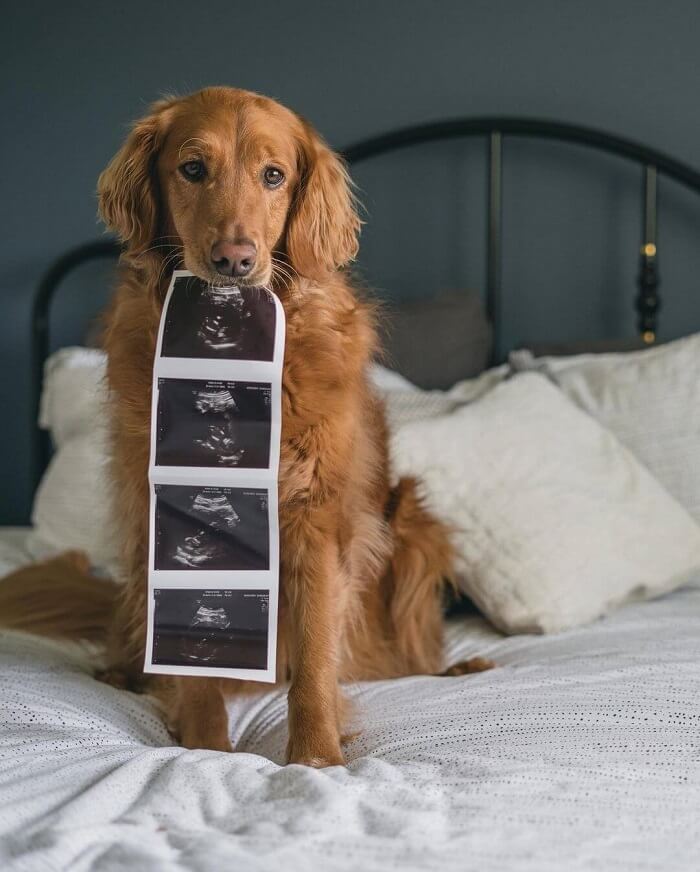 dogs pregnancy announcement